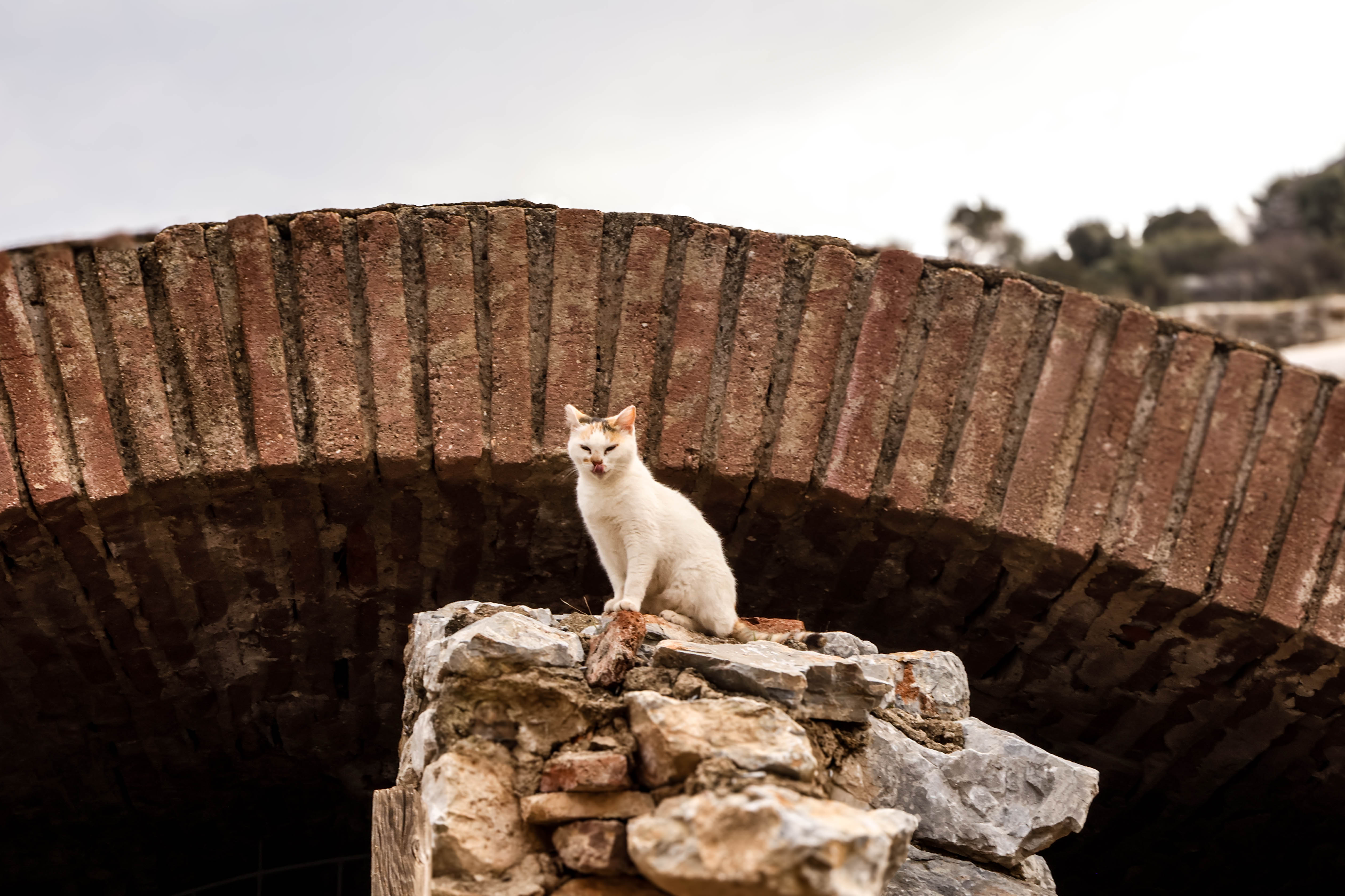 Cat photography in Türkiye