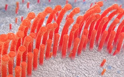 Hair cells reference