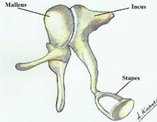Ossicles reference